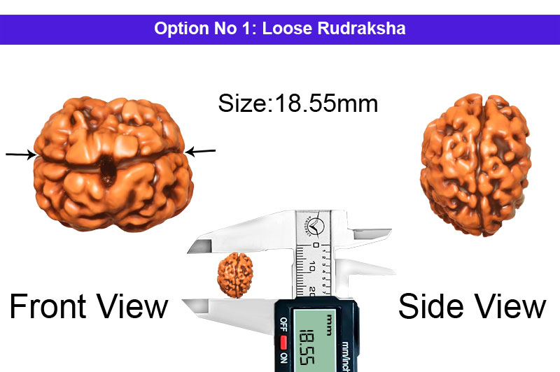 2 Mukhi Collector Nepali Rudraksha-RD-2-C-48-1