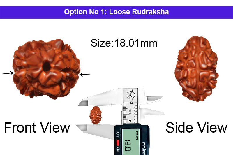 2 Mukhi Collector Nepali Rudraksha-RD-2-C-50-1