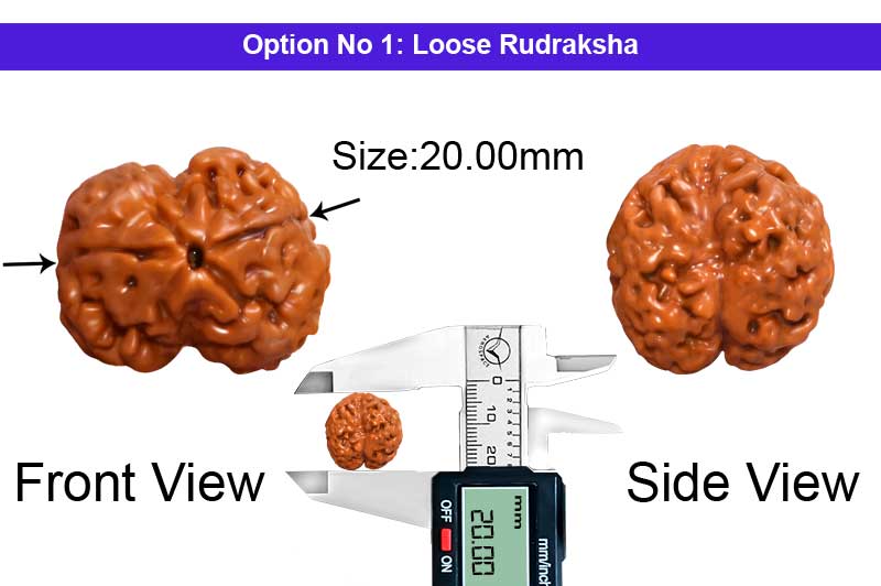 2 Mukhi Super Collector Nepali Rudraksha-RD-2-C-60-1