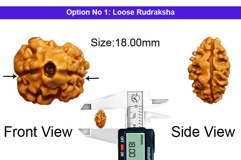 2 Mukhi Collector Nepali Rudraksha-RD-2-C-61-1