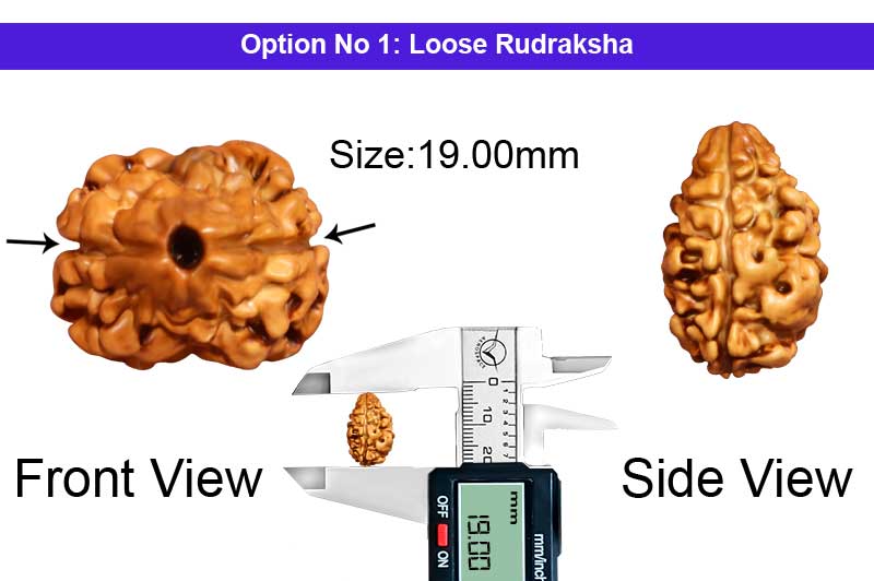 2 Mukhi Collector Nepali Rudraksha-RD-2-C-62-1