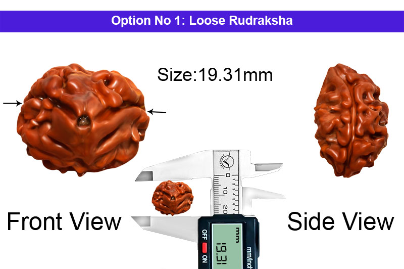 2 Mukhi Collector Nepali Rudraksha-RD-2-C-65-1