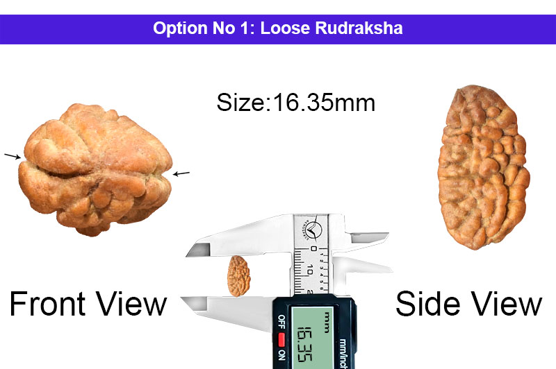 2 Mukhi Indonesian Rudraksha-RD-2-I-29-1