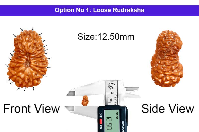 20 Mukhi Indonesian Rudraksha-RD-20-I-06-1