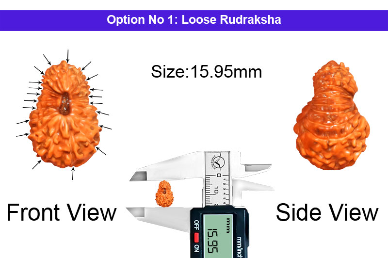 20 Mukhi Indonesian Rudraksha-RD-20-I-07-1