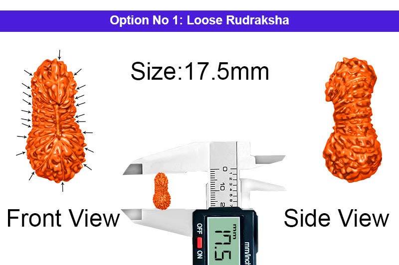 21 Mukhi Indonesian Rudraksha-RD-21-I-23-1