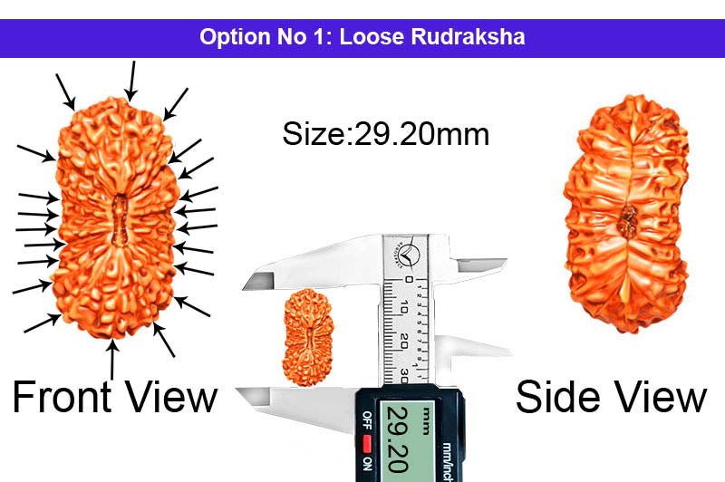 21 Mukhi Indonesian Rudraksha-RD-21-I-31-1