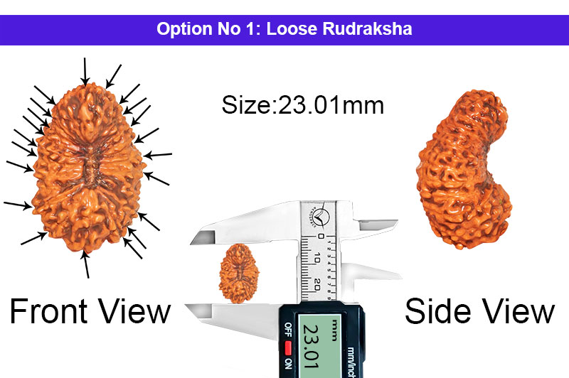 21 Mukhi Indonesian Kuber Rudraksha-RD-21-I-33-1