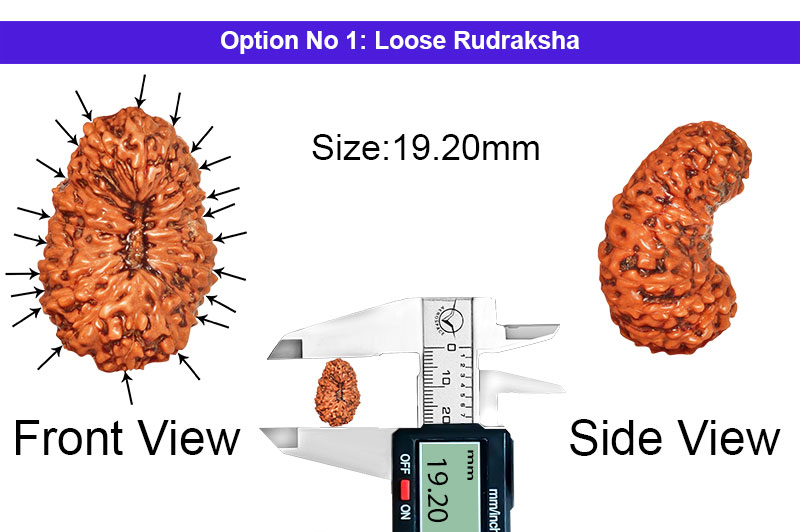 21 Mukhi Indonesian Kuber Rudraksha-RD-21-I-34-1