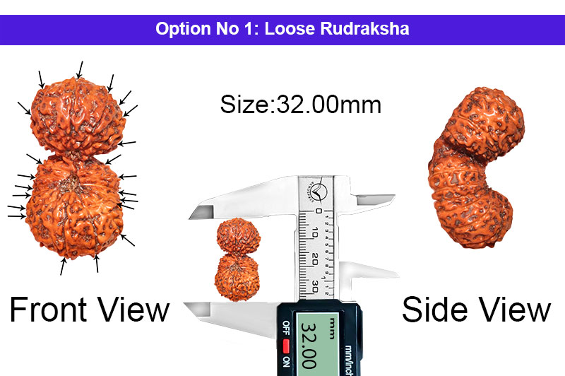 21 Mukhi Indonesian Gauri Shankar Rudraksha-RD-21-I-35-1