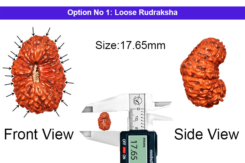 21 Mukhi Indonesian Kuber Rudraksha-RD-21-I-36-1