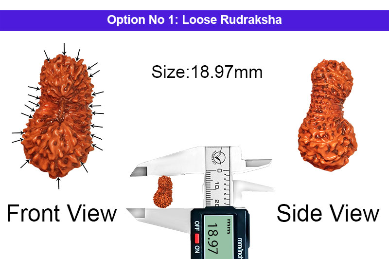 21 Mukhi Indonesian Kuber Rudraksha-RD-21-I-38-1