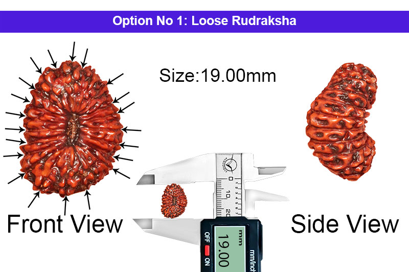 21 Mukhi Indonesian Kuber Rudraksha-RD-21-I-39-1