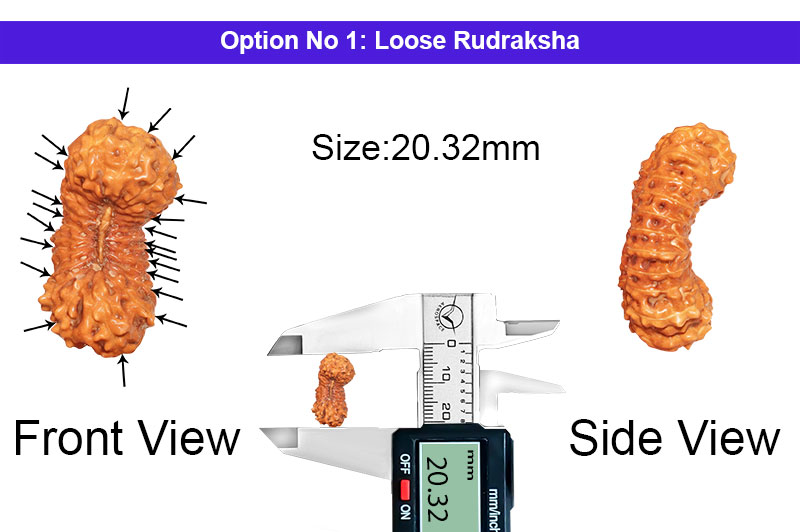 21 Mukhi Indonesian Kuber Rudraksha-RD-21-I-40-1