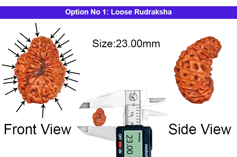 21 Mukhi Indonesian Kuber Rudraksha-RD-21-I-41-1