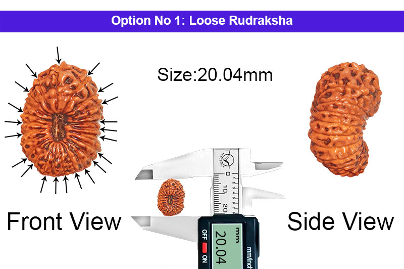 21 Mukhi Indonesian Kuber Rudraksha-RD-21-I-42-1