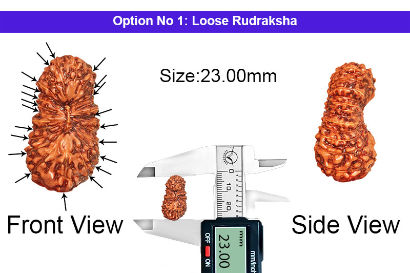 21 Mukhi Indonesian Kuber Rudraksha-RD-21-I-43-1