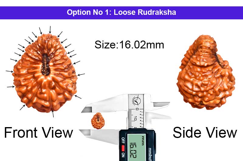 21 Mukhi Indonesian Rudraksha-RD-21-I-44-1