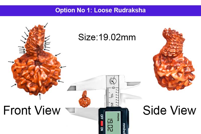 21 Mukhi Special Harihar Indonesian Rudraksha-RD-21-I-45-1