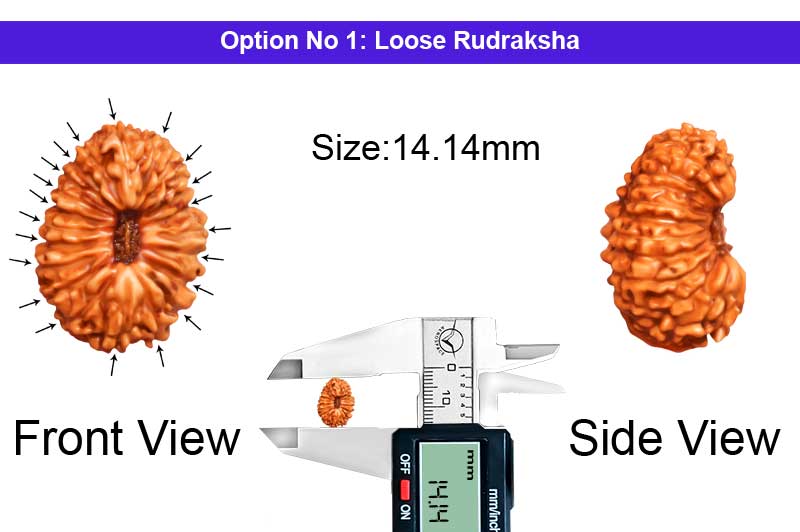 21 Mukhi Indonesian Rudraksha-RD-21-I-46-1