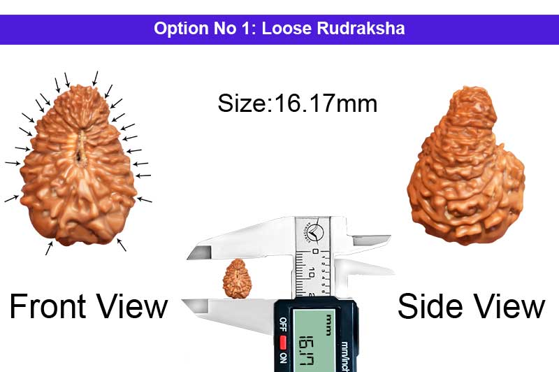 21 Mukhi Indonesian Rudraksha-RD-21-I-47-1