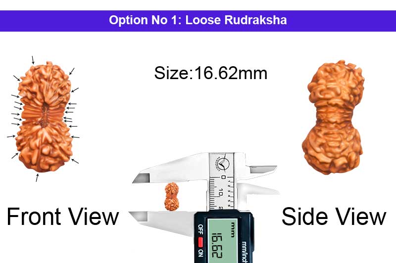 21 Mukhi Indonesian Rudraksha-RD-21-I-48-1