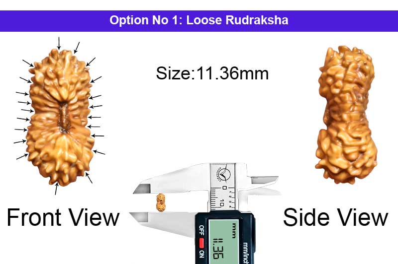 21 Mukhi Indonesian Rudraksha-RD-21-I-49-1