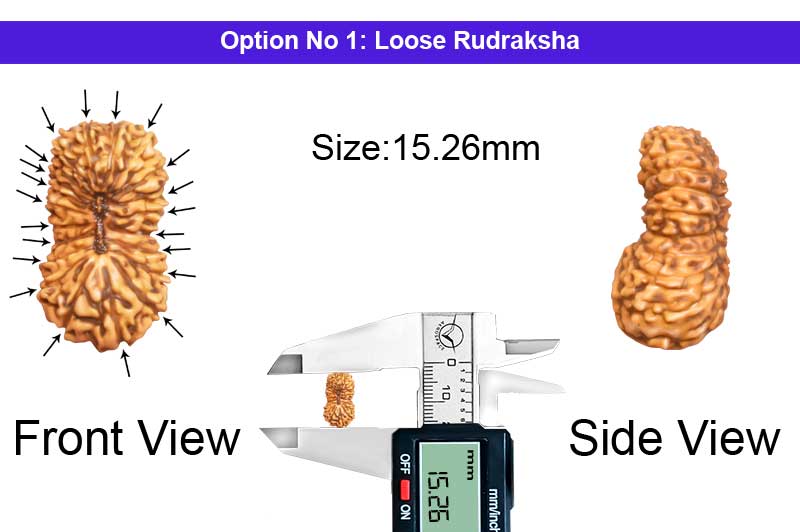 21 Mukhi Indonesian Rudraksha-RD-21-I-50-1