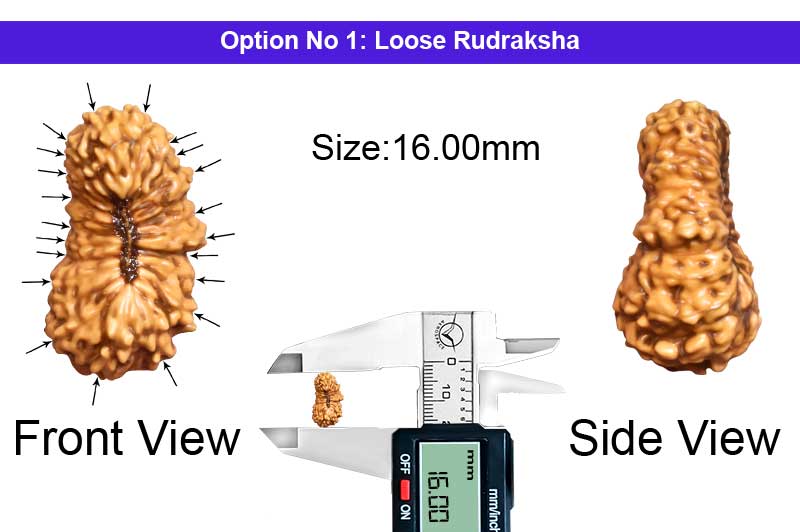 21 Mukhi Indonesian Rudraksha-RD-21-I-51-1