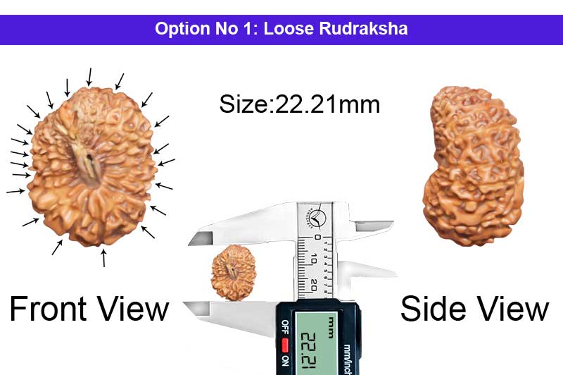 21 Mukhi Indonesian Rudraksha-RD-21-I-52-1