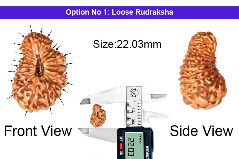 21 Mukhi Indonesian Rudraksha-RD-21-I-53-1