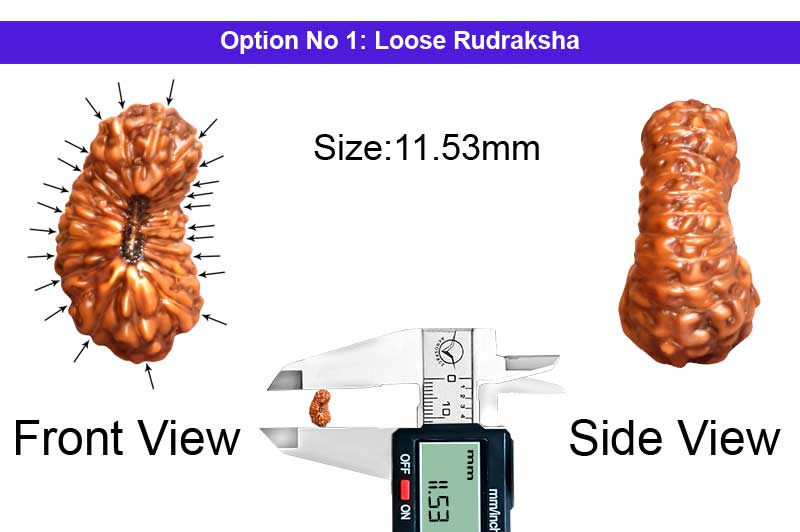 21 Mukhi Indonesian Rudraksha-RD-21-I-54-1