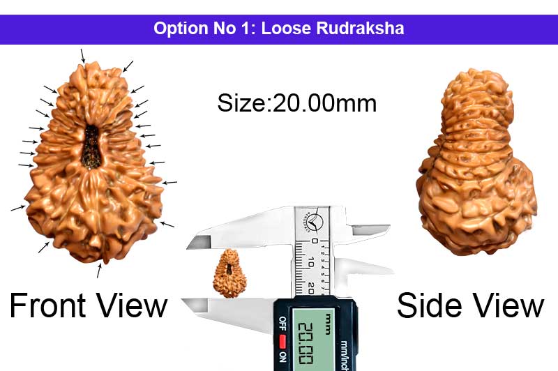 21 Mukhi Indonesian Rudraksha-RD-21-I-55-1