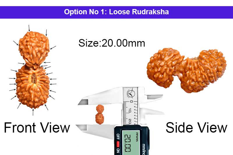 21 Mukhi Indonesian Gauri Shankar Rudraksha-RD-21-I-56-1