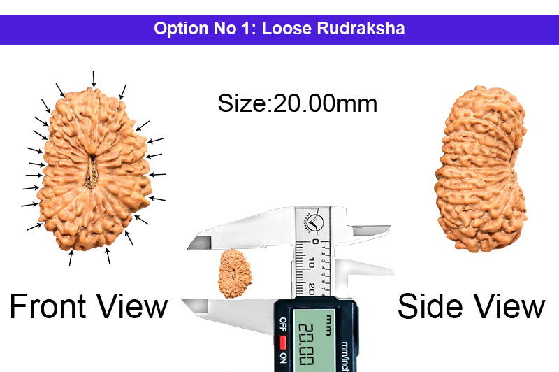 21 Mukhi Indonesian Rudraksha-RD-21-I-57-1