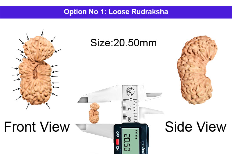 21 Mukhi Indonesian Rudraksha-RD-21-I-59-2