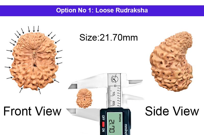 21 Mukhi Indonesian Rudraksha-RD-21-I-60-1