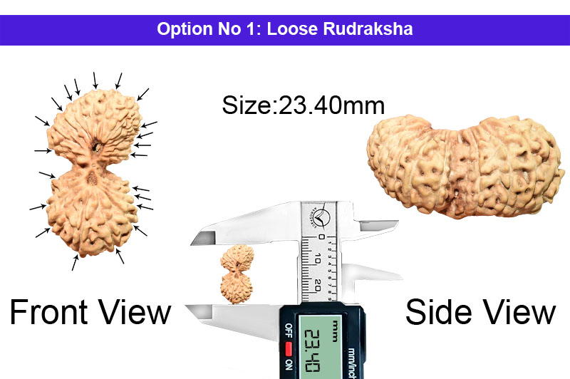 21 Mukhi Indonesian Gauri Shankar Rudraksha-RD-21-I-61-2