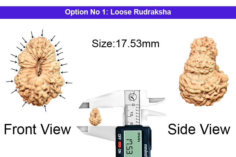 21 Mukhi Indonesian Rudraksha-RD-21-I-62-1