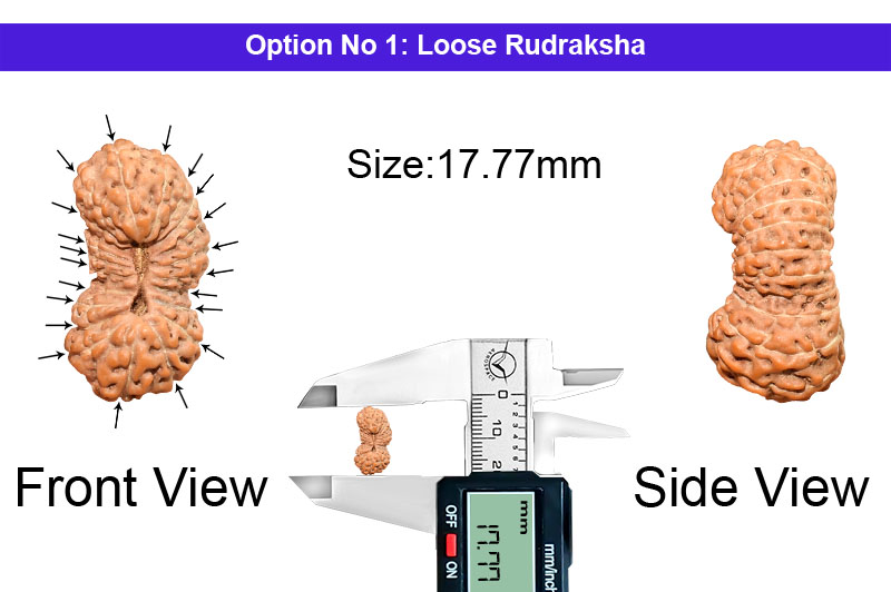 21 Mukhi Indonesian Rudraksha-RD-21-I-63-1