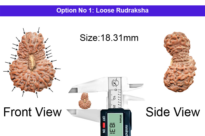 21 Mukhi Indonesian Rudraksha-RD-21-I-64-1