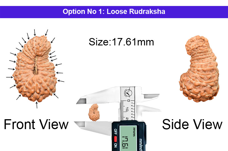 21 Mukhi Indonesian Rudraksha-RD-21-I-65-1