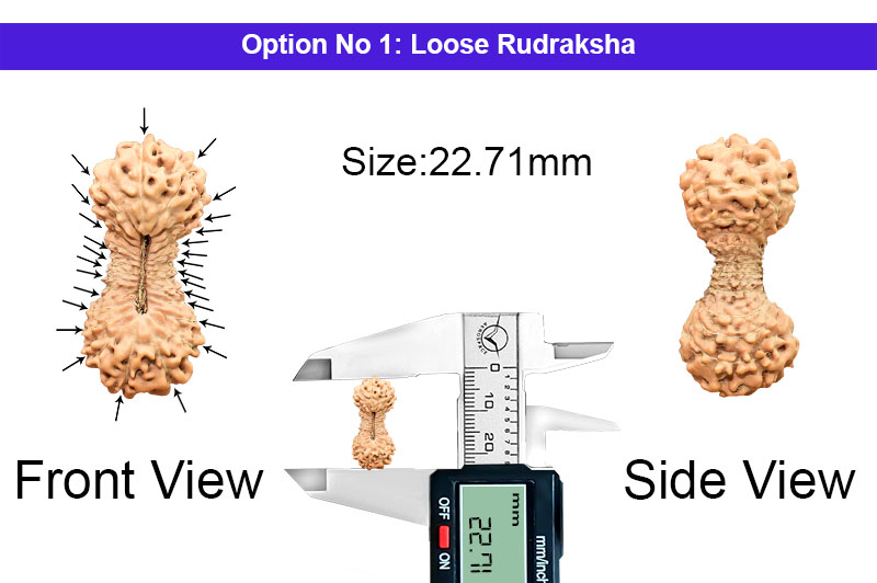 27 Mukhi Indonesian Rudraksha-RD-27-I-03-1