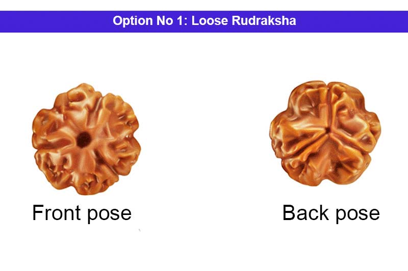 3 Mukhi Collector Nepali Rudraksha-RD-3-C-03  