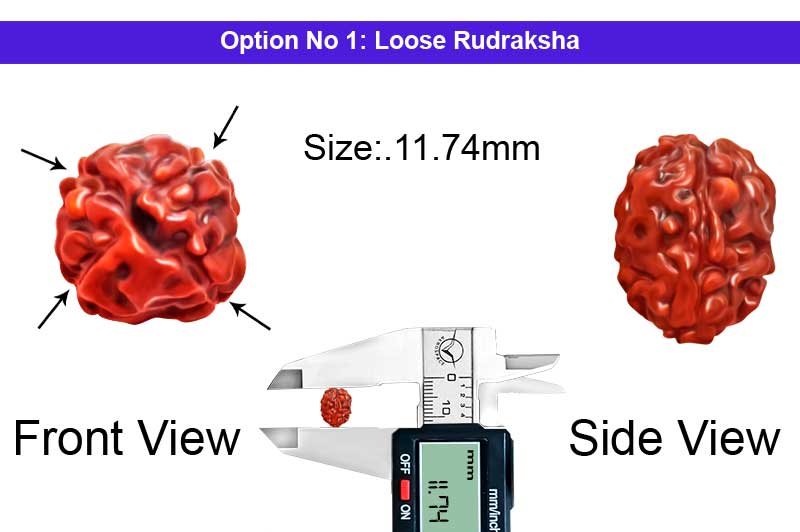 4 Mukhi Indonesian Rudraksha-RD-4-I-01-1