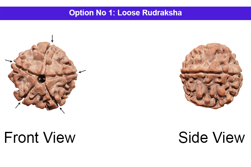5 Mukhi Nepali Rudraksha-RD-5-A-03-1
