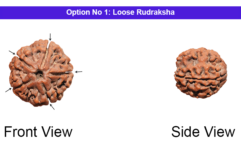 5 Mukhi Nepali Rudraksha-RD-5-A-04-1