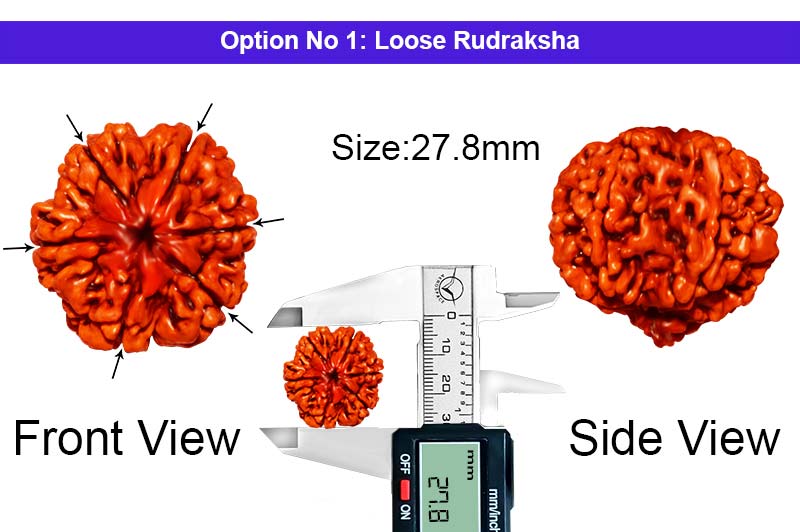 6 Mukhi Super Collector Nepali Rudraksha-RD-6-C-05-1