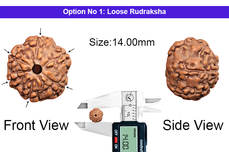6 Mukhi Indonesian Rudraksha-RD-6-I-02-1