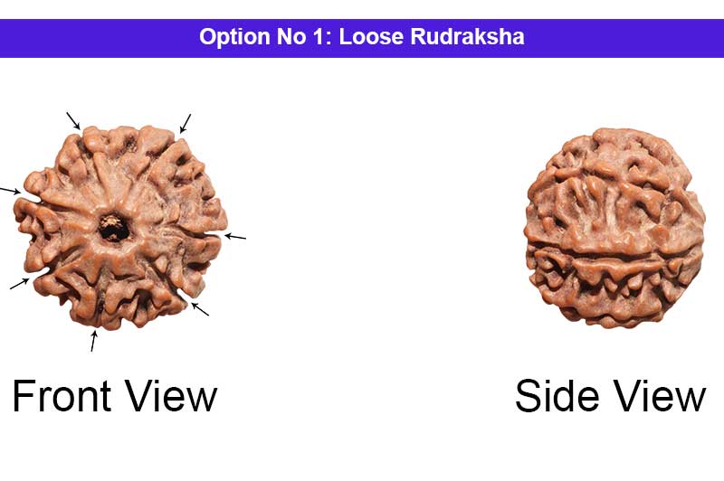 7 Mukhi Small Nepali Rudraksha-RD-7-A-09-1